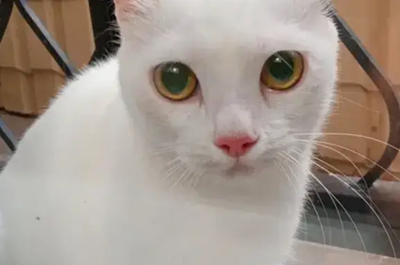 Белая кошка с серым пятнышком на лбу найдена в Саратове