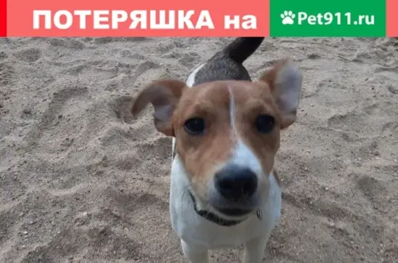 Собаки потеряшки, Можайск, фото: Потеряшка собака в Можайске: Ждек Рассел, 7 мес. Вознаграждение!