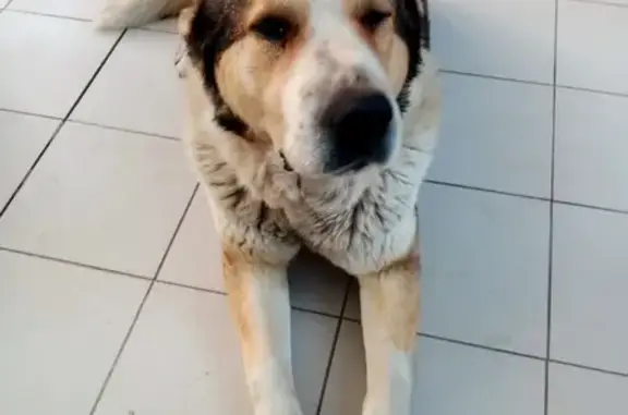 Собаки потеряшки, Волгоград, фото: Потеряшка собака на ул. Трехгорная, д.31, Дзержинский район, Волгоград.