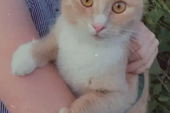 Пропала кошка в Вологде, персикового цвета, с короткими усами и без одного зуба.