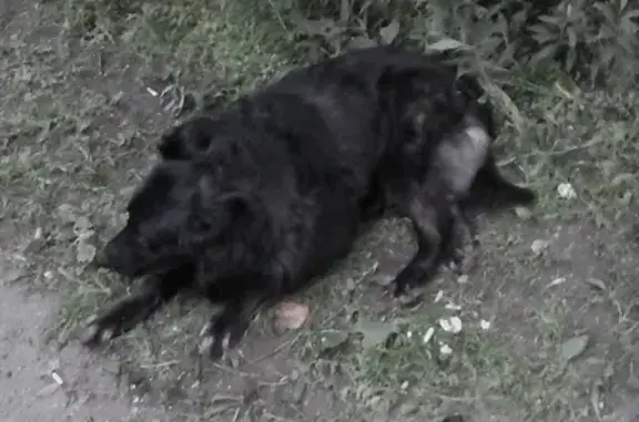Большая чёрная собака у дома 22 на Исаковского, Москва