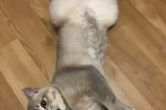 Кошки потеряшки, Санкт-Петербург, фото: Потеряшка кошка в Санкт-Петербурге, метро Беговая, Парк 300-летия СПб