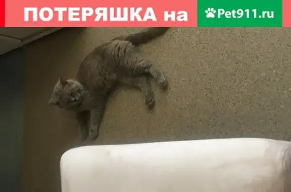 Найден серый британский кот в Санкт-Петербурге