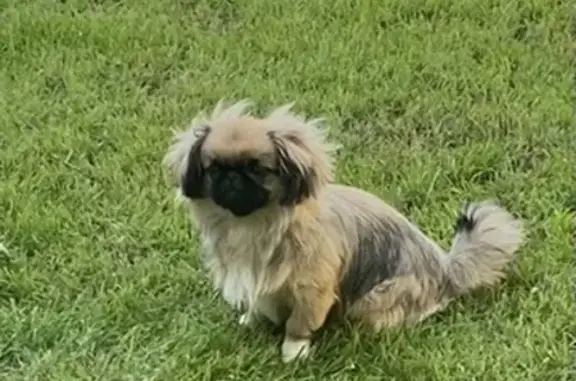 Собаки потеряшки, Волгоград, фото: Потеряшка собака в хуторе Тутов, Среднеахтубинский район