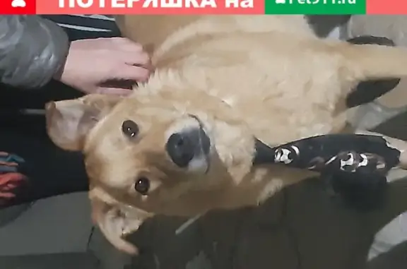 Пропала собака Степа в Волжском, Волгоградская область