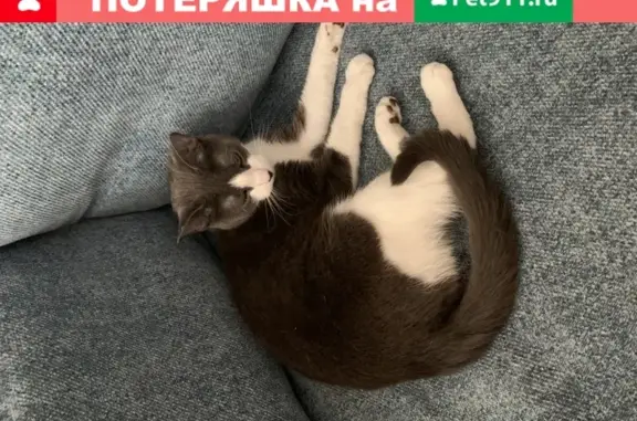 Кошки потеряшки, Санкт-Петербург, фото: Потеряшка кошка в Фрунзенском р-не, Лиговский проспект 198