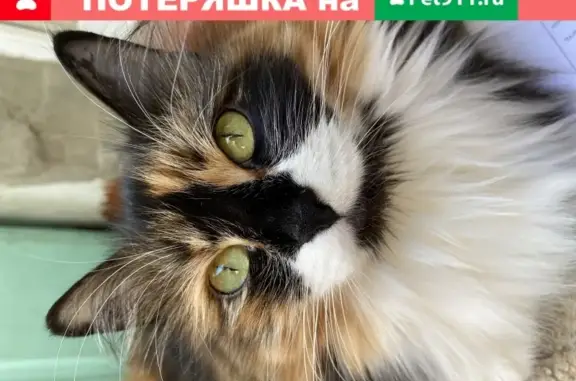 Объявления о пропавших и найденных животных, Ижевск, фото: Пропала кошка Анфиса в Ижевске