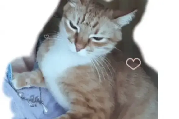 Кошки потеряшки, Ижевск, фото: Потеряшка кошка на Крылова в Ижевске с полосками на теле