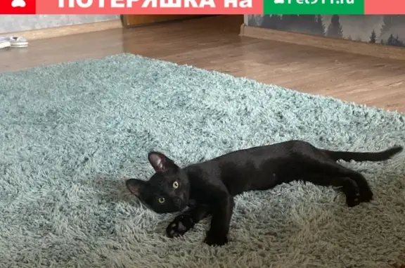 Пропала кошка на Загородном шоссе (Москва)