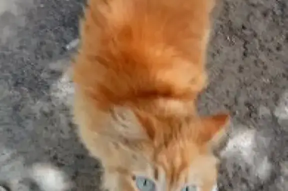 Найден рыжий кот на проспекте Труда, 61