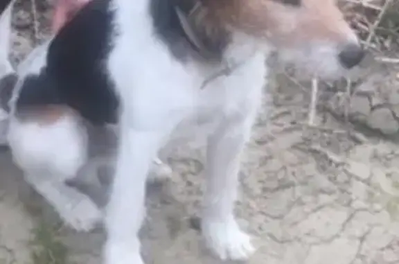 Пропала собака Фокстерьер в Калининграде