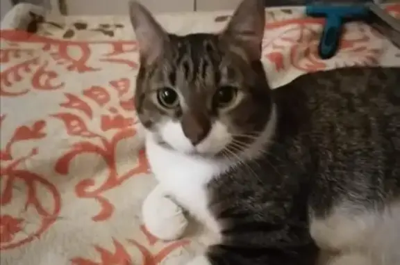 Кошки потеряшки, Санкт-Петербург, фото: Потеряшка кот Маркос на Витебском проспекте 33, корпус 5, СПб