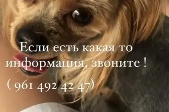 Пропала собака Ёсик в Невинномысске