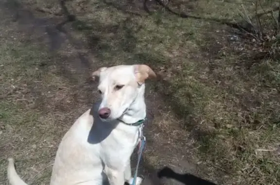 Пропала собака палевого цвета в Новосибирске