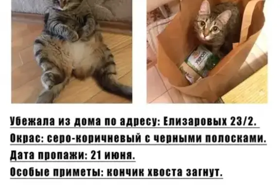 Пропала кошка по адресу Елизаровых 23/2, вознаграждение!