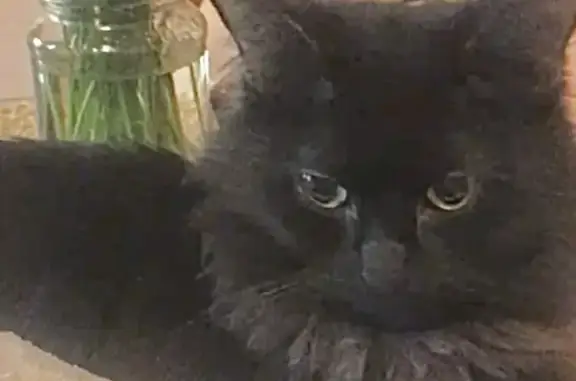 Кошки потеряшки, Санкт-Петербург, фото: Потеряшка кошка Маша на ул. Народной 68к1, СПб