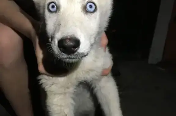 Собака найдена в Краснооктяборьском районе Волгограда