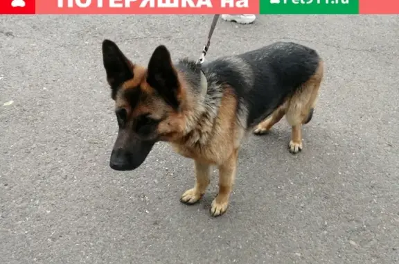 Найдена собака в Покровке, ищем хозяина. Красноярск.