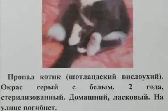 Пропала кошка в Ставрополе