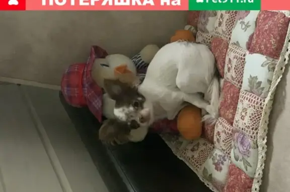 Пропала собака в Наро-Фоминске: чихуахуа Джульетта, бело-коричневый окрас.
