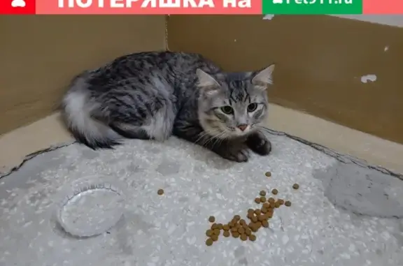 Найдена кошка по адресу Дементьева 19 в Чебоксарах
