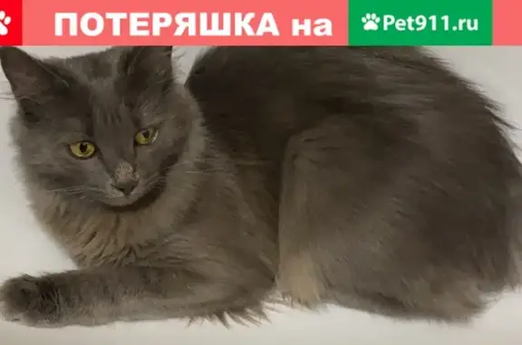 Пропала кошка Липа в Москве