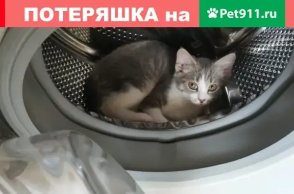 Пропала кошка в Мытищах: серый окрас, дворовая порода