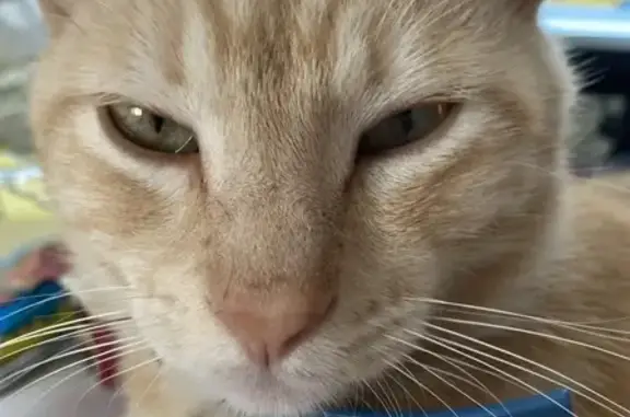 Кошки потеряшки, Темрюк, фото: Потеряшка рыжий кот на ул. Степана Разина, Темрюк