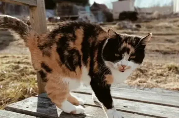 Пропала кошка Рыся в Петрозаводске