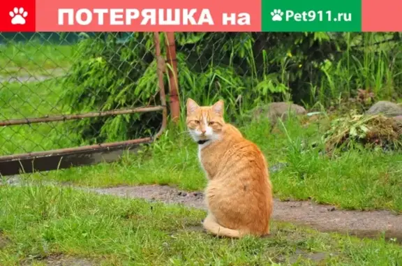 Пропала кошка в Тосненском районе, Россия.