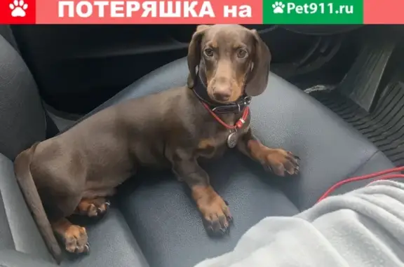 Собаки потеряшки, Санкт-Петербург, фото: Потеряшка такса с клеймом в Санкт-Петербурге.