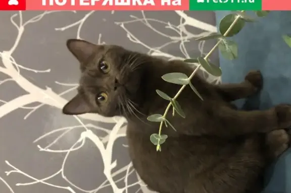 Пропала кошка Лекси в Видном, Московская область