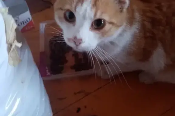 Ласковый котик найден в Москве