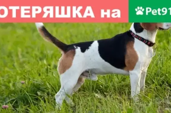 Найдена собака в Люберцах на ул. Волковская, д.19, литера Д