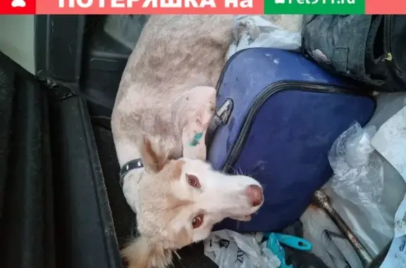 Собака подбрана и в хорошем состоянии в Крымске