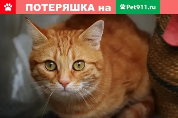 Пропал кот Лева в Обнинске, вознаграждение за помощь