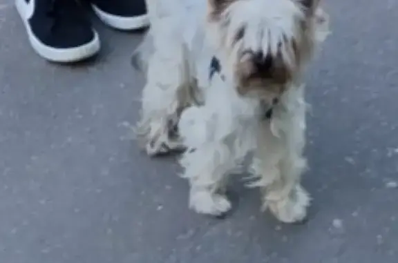 Пропала собака Зена возрастом 10 лет в Москве, район Метро Беляево