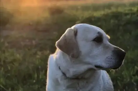 Пропала собака Лабрадор в Владимирской области