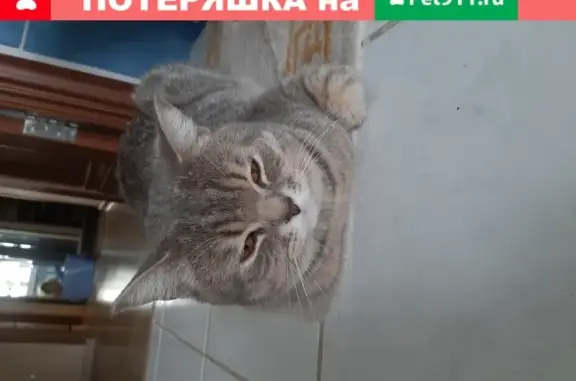 Найден домашний серо-белый кот на ул. Манежной, Воронеж
