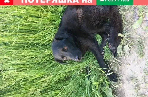 Собака с перебитой лапой в Сосновоборске.