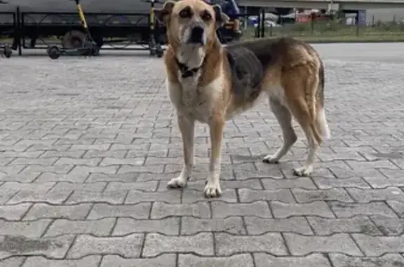 Найдена собака возле Фан-фана в Екатеринбурге