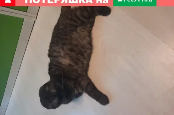 Пропала беременная кошка Веста в Раменском