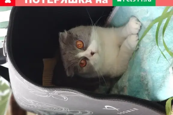 Пропала пугливая кошка в Москве