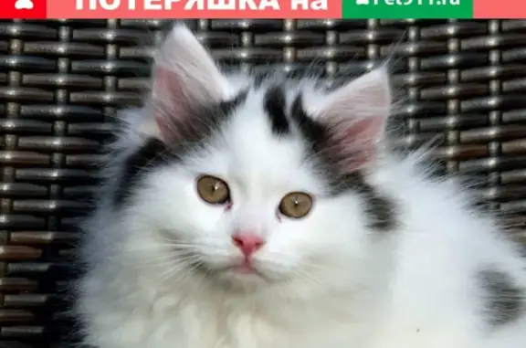 Пропал сибирский кот, вознаграждение гарантировано (Москва)