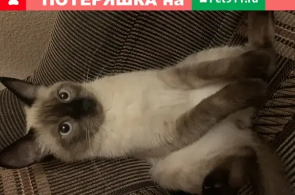 Пропала Тайская кошка Мия в Астрахани