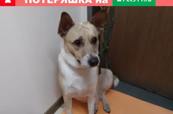 Собака найдена в районе Советской площади, ищет хозяина!