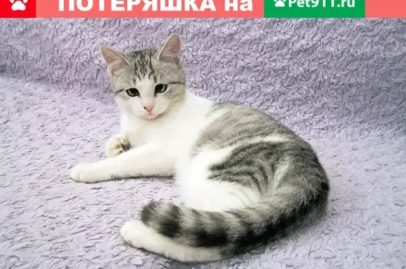 Кошки потеряшки, Набережные Челны, фото: Потеряшка кот 26.06.2021 в Набережных Челнах, ул. Татарстан, 9