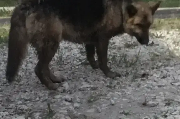 Найден пёс в Черноголовском районе, Московская область