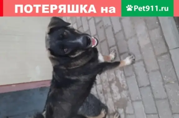 Найдена большая собака на Ново-Полянской