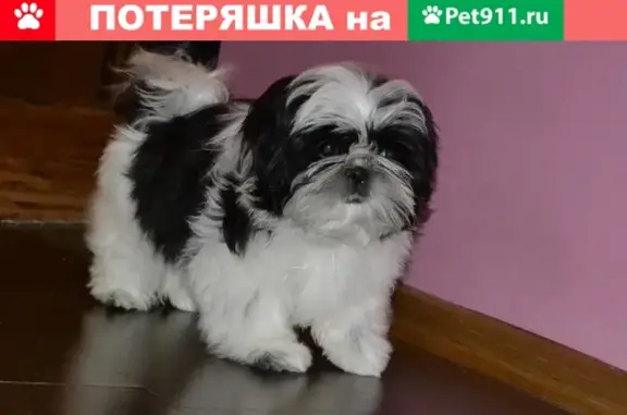 Пропала собака в СНТ Городня 2, Московская область